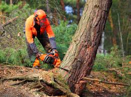 Professional Tree Services in Gardnerville, NV